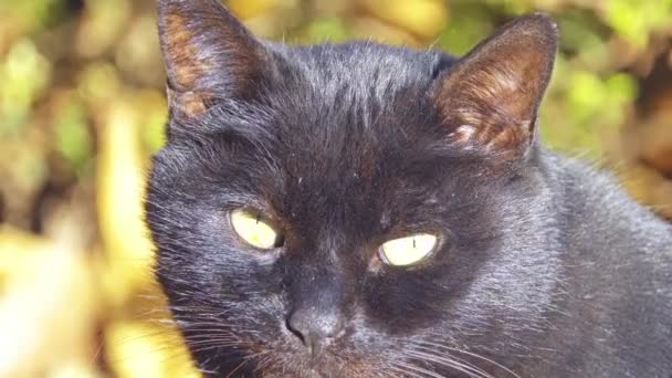 Чорний кіт ходить уздовж опалого листя в осінньому міському парку . — стокове відео