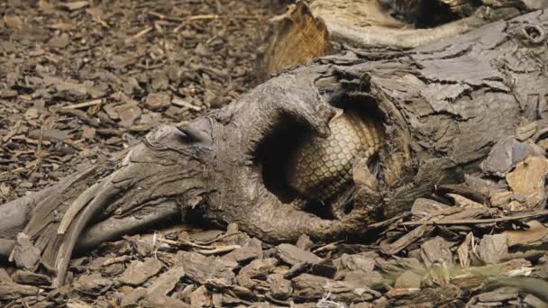 Cingulata, onderdeel van Superorde Xenarthra, is een orde van gepantserde placenta zoogdieren van de nieuwe wereld. Dasypodids en chlamyphorids, gordeldieren, overleven alleen gezinnen in volgorde. — Stockvideo