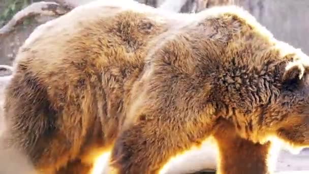 ヒグマ (Ursus arctos) は北のユーラシア大陸と北アメリカの多くの間で発見されているクマです。. — ストック動画