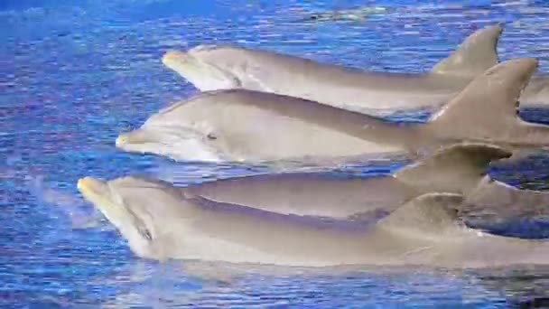 Groupe de dauphins nager dans l'eau bleue . — Video