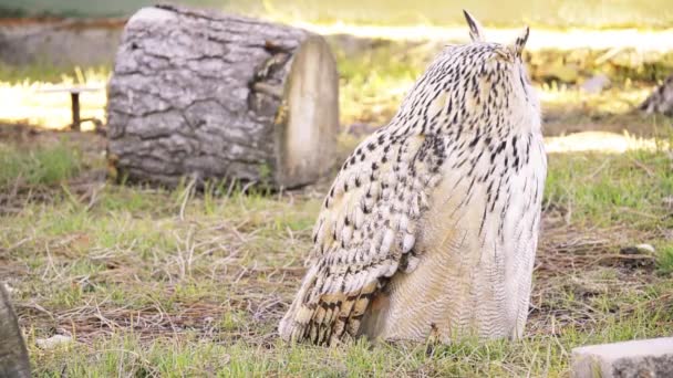 Сова-орлан (Bubo bubo) - вид совы-орла, обитающий в большей части Евразии. Его также называют сова европейская, а в Европе иногда сокращают до просто сова орлиная. . — стоковое видео