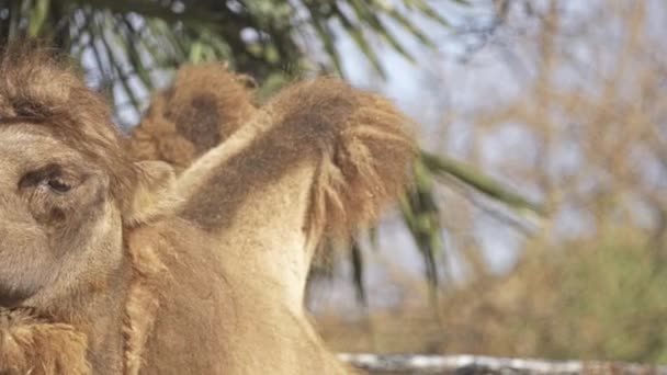 フタコブラクダ (ラクダ属 bactrianus) は、中央アジアの草原に大きな、さらにつま先の有蹄ネイティブです。フタコブラクダは、シングルせむしヒトコブラクダと対照をなして、背中のこぶが二つ. — ストック動画