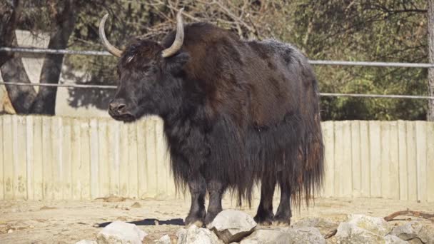 Wild Jak (Bos mutus) is groot wild Holhoornigen inheems in de Himalaya. Het is een voorouder van binnenlandse yak (Bos grunniens). — Stockvideo