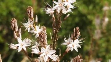 Çiriş otu fistulosus içi boş saplı asphodel, onionweed, asphodel soğan yapraklı ve pembe asphodel bilinir. Akdeniz bölgesine yerli. Bu bir Amerika Birleşik Devletleri'nde invaziv egzotik ottur.