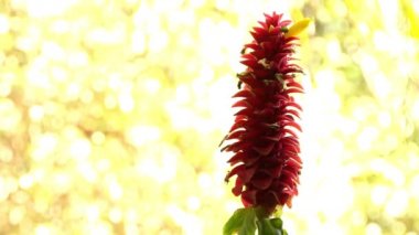Costus barbatus, sarmal zencefil, kırmızı önümüzdeki ile çok yıllık bir bitkidir. Costus barbatus Kosta Rika için yerel. Bitkiler tarafından sinek kuşlarının tozlaşma.