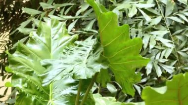 Alocasia macrorrhizos çiçekli bitki ailesindeki arum, Yılanyastığıgiller familyasından. Adları dev taro, maymun, dev alocasia ve pai içerir. Avustralya - cunjevoi.