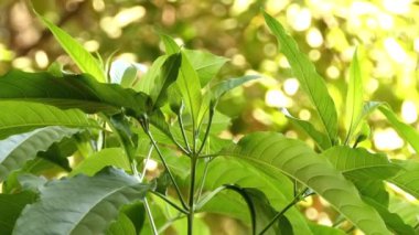 Justicia adhatoda, Malabar fındık, adulsa, adhatoda, vasa veya vasaka, tıbbi Asya'ya Siddha tıp, Ayurveda, Homeopati ve tıp kurşunlar sistemleri yaygın olarak kullanılan doğal bitkidir.
