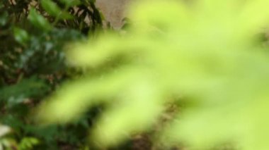 Fatsia japonica, Ayrıca parlak-yaprak kağıt fabrikası, fatsi, paperplant, yanlış Hint yağı bitki veya Japon sarılıcı, çiçekli bitki ailesindeki Sarmaşıkgiller, Japonya, Kore ve Tayvan yerel familyasından.