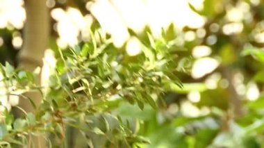 Aile Buxaceae şimşir Balear (şimşir balearica).
