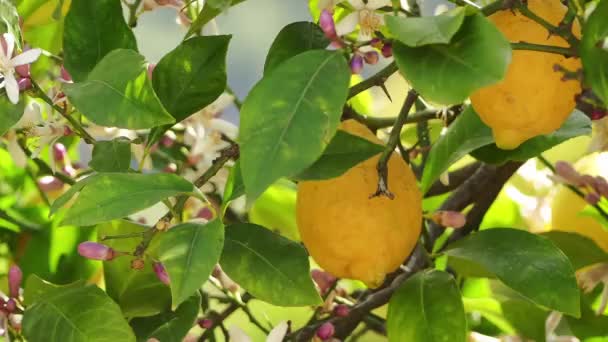 Limón Amarillo Colgando Árbol Las Siguientes Flores — Vídeo de stock