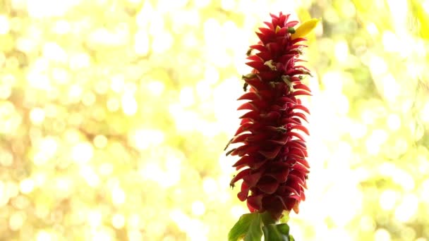 Costus Barbatus Jengibre Espiral Una Planta Perenne Con Inflorescencia Roja — Vídeos de Stock