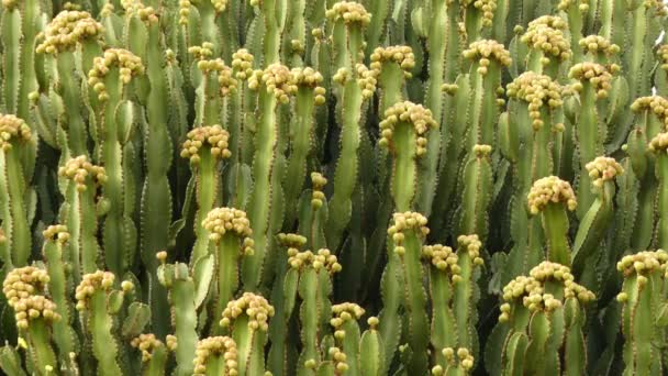 Euphorbia Abyssinica Una Especie Fanerógama Perteneciente Familia Las Euforbiáceas Endémica — Vídeos de Stock