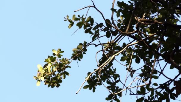 Quercus Virginiana Quercia Viva Del Sud Una Quercia Sempreverde Originaria — Video Stock