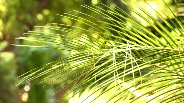 Macrozamia Moorei Ist Eine Cycadee Aus Der Familie Der Zamiaceae — Stockvideo