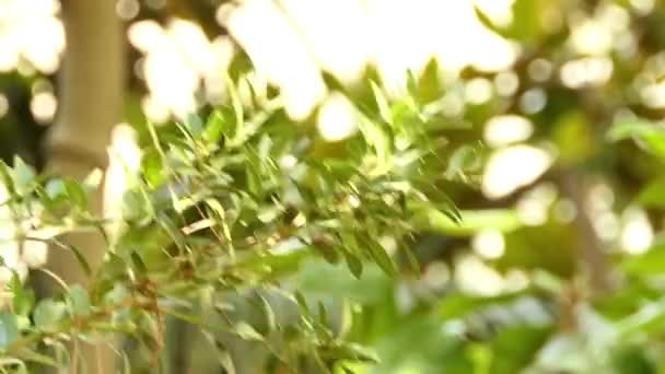 Boxwood Balearic Buxus Balearica Família Buxaceae — Vídeo de Stock