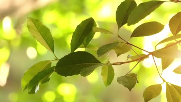 Elaeodendron Australe Arbusto Pequeño Árbol Que Crece Desde Tuross Head — Vídeos de Stock