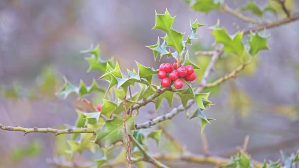 セイヨウヒイラギ ヨーロッパ または時折クリスマス ヒイラギ ホリー西部および南ヨーロッパ 北西アフリカ 西南アジア原産の種であります — ストック動画