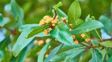 Laurus nobilis ya da Laurus nobilis, Lauraceae familyasından yeşil yapraklı ve yeşil yapraklı aromatik bir ağaçtır..