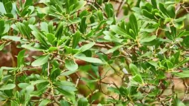 Arbutus unedo, Ericaceae familyasından bir ağaç türü. İrlanda 'nın güneybatı ve kuzeybatısındaki varlığı nedeniyle İrlanda çilek ağacı olarak da bilinir..