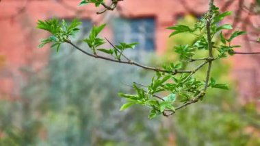 Sambucus nigra, Adoxaceae familyasından bir bitki türü kompleksi. İsimler arasında Avrupa 'nın yaşlı ve Avrupa' nın yaşlı böğürtleni.
