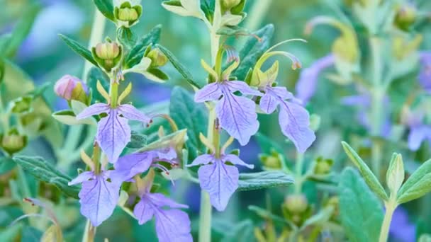 Teucrium Fruticans Germander 或灌木状 Germander 是薄荷家族的开花植物的种类唇形 原产于西部 中部地中海 — 图库视频影像