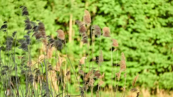 Dry Reed Phragmites Australis River Inglés Phragmites Género Cuatro Especies — Vídeos de Stock