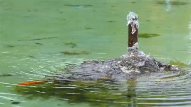 Kleine Metalen Fontein Beats Uit Zomer Stadspark — Stockvideo