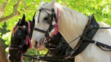 Merkezi, Palma de Mallorca için yapılan, İspanya koşum için harnessed rams atlarla.