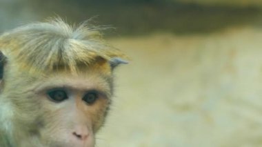 Kızıl kahverengi renkli eski dünya maymun Sri Lanka, nerede rilewa veya rilawa olarak bilinen endemik Toque makak (Macaca sinica) olduğunu.