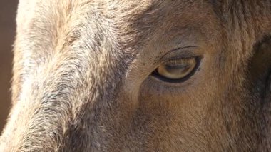 Berberi koyunu (Ammotragus lervia) caprid (keçi-antilop) yerli rocky Dağları Kuzey Afrika'da türüdür. Aoudad, waddan, aroui ve arruis bilinen.