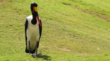 Eyer - gagalı leylek (Ephippiorhynchus senegalensis) büyük yürüyen kuş leylek, Ciconiidae var. Sahra Afrika ikamet dişi köpek yaygın türleri olduğunu.