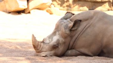 Beyaz gergedan veya kare dudaklı gergedan (Ceratotherium simum) en büyük kaybolmamış gergedan türüdür. Bu otlatma için kullanılan geniş ağızlı ve tüm gergedan türlerin çoğu sosyal.