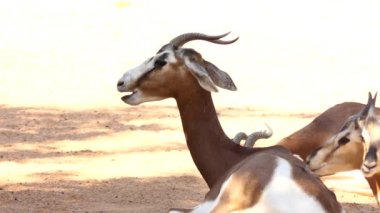 Dama ceylan, addra veya mhorr ceylan (Nanger veya eski adıyla Gazella dama) ceylan tür olduğunu. Afrika'da Sahra Çölü ve Sahel yaşıyor.