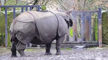 Beyaz gergedan veya kare dudaklı gergedan (Ceratotherium simum) en büyük kaybolmamış gergedan türüdür. Bu otlatma için kullanılan geniş ağızlı ve tüm gergedan türlerin çoğu sosyal.