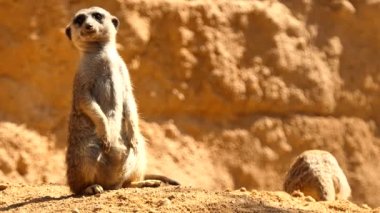 çöl faresi veya suricate (Suricata suricatta) (Herpestidae) Firavun faresi ailesine ait küçük carnivoran var. Bu cins Suricata sadece bir üyesidir.
