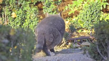 Gri kedi bir sonbahar Şehir Parkı içinde düşen yapraklar boyunca yürür.