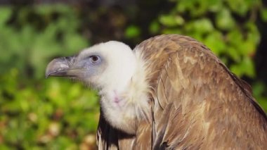 Kızıl akbaba (Gyps fulvus) büyük eski Dünya akbabaları yırtıcı kuş ailesi türü var. Olarak da bilinen Avrasya griffon olduğunu. Ak sırtlı akbaba (Gyps africanus yakından ilgilidir).