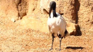 Afrika kutsal aynağı (Threskiornis aethiopicus) Ibis, aynakgiller ailesinin bir yürüyen kuş türüdür. Anavatanı Afrika ve Orta Doğu. Eski Mısırlılar, Tanrı Thoth ile bağlantılı.