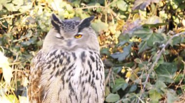 Avrasya kartal-baykuş (Bubo bubo) çok Avrasya'nın bulunduğu kartal baykuş türüdür. Ayrıca Avrupa kartal baykuş denir ve Avrupa'da, bazen sadece kartal baykuş için kısaltılır..