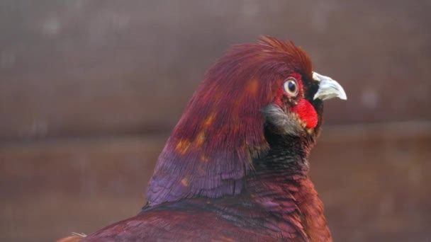 Fazant Phasianus Colchicus Een Vogel Uit Familie Van Fazanten Fazantachtigen — Stockvideo