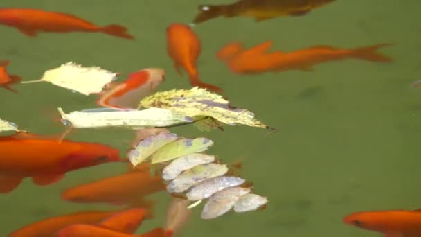 Koi nebo přesněji řečeno nishikigoi (brokátový kapr), jsou barevné formy Amur kapr (Cyprinus rubrofuscus), které jsou uloženy pro dekorativní účely v venkovní koi rybníky nebo vodní zahrady. — Stock video