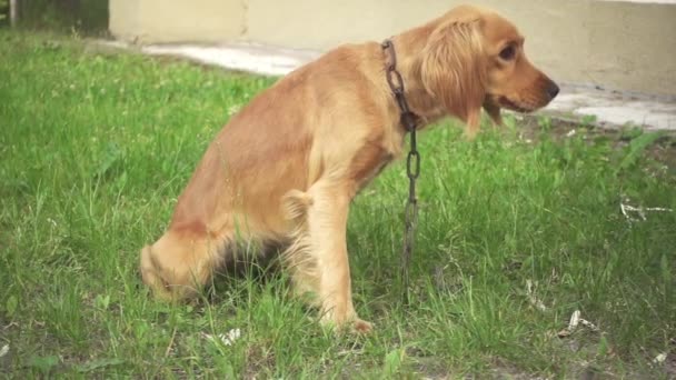 English Cocker Spaniel is breed of gun, active, good-natured, sporting dog standing well up at withers and compactly built. There are field or working cockers and show cockers. — Stock Video