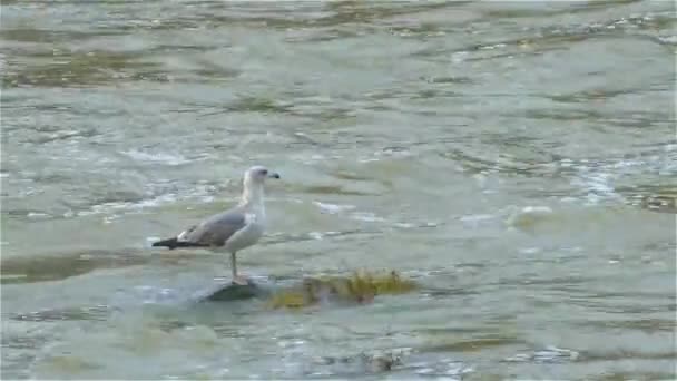 流れの速い川の真ん中にある岩の上に座っているカモメ — ストック動画