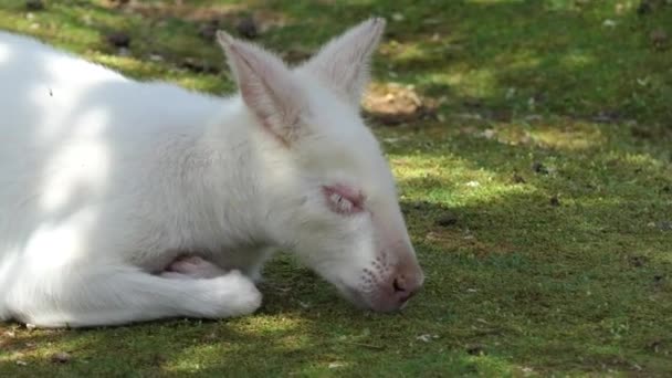 Bir albino şeklinde kırmızı kanguru çim üzerinde yalan. — Stok video