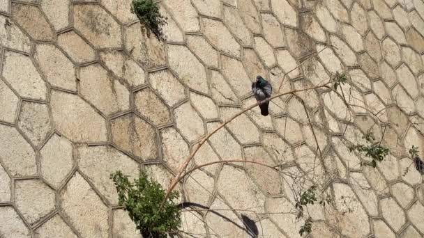 Blauwe duif zit op baksteen openen op achtergrond van gele muur. — Stockvideo