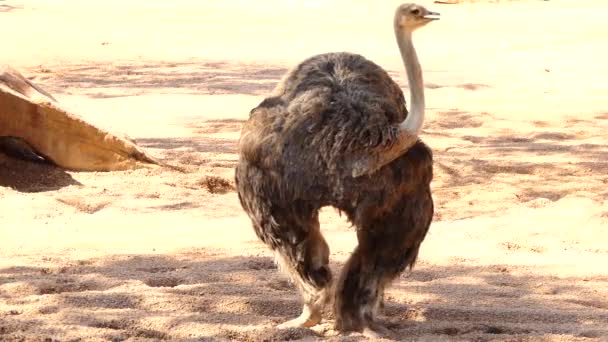 Самка поширених страуса (Struthio camelus) є будь-який з двох видів великих нелітаючих птахів рідною для Африки, тільки живим членом рід Struthio, що в ratite сім'ї. — стокове відео