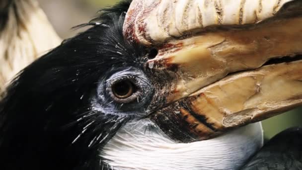 Blyth's hornbill (Rhyticeros plicatus), Papuan hornbill, is large hornbill inhabiting the forest canopy in Wallacea and Melanesia. Its local name in Tok Pisin is kokomo. — Stock Video