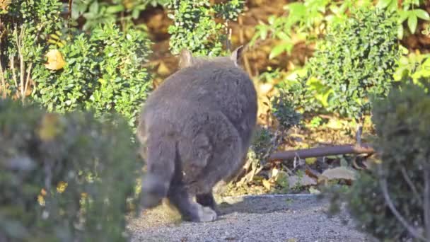 灰色の猫が秋の市公園で落ち葉を歩く. — ストック動画