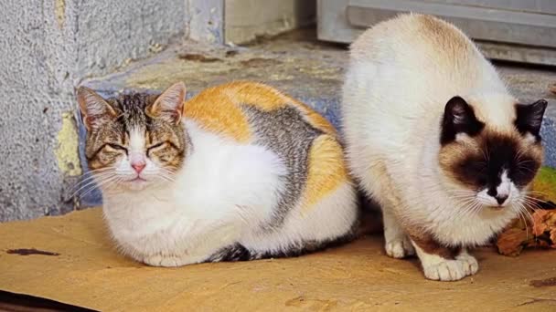 İki renkli rengarenk kedi evi verandasında oturup. — Stok video
