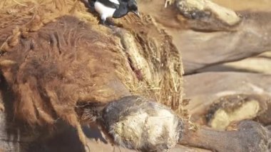 Avrasya magpies et karın hasta iki seviştiği deve cüce. Bactrian deve (Camelus bactrianus) Orta Asya bozkırlarında için büyük, hatta parmaklı ungulate yerel bir.